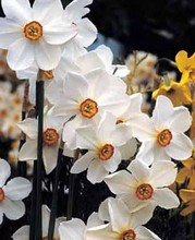 Narcissi Pheasant Eye